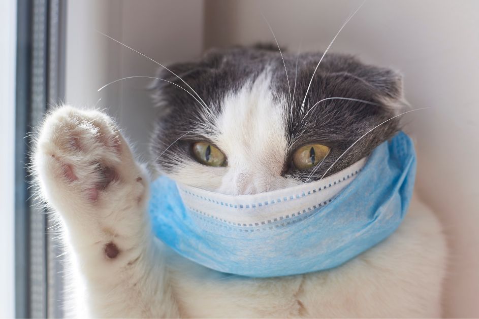 a cat wearing a mask