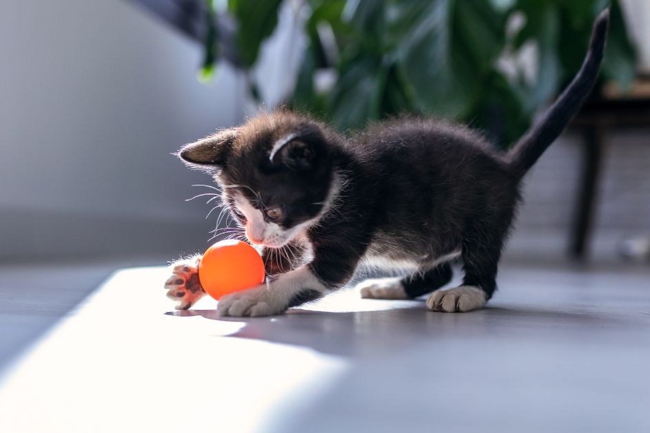 a kitten playing with a ball