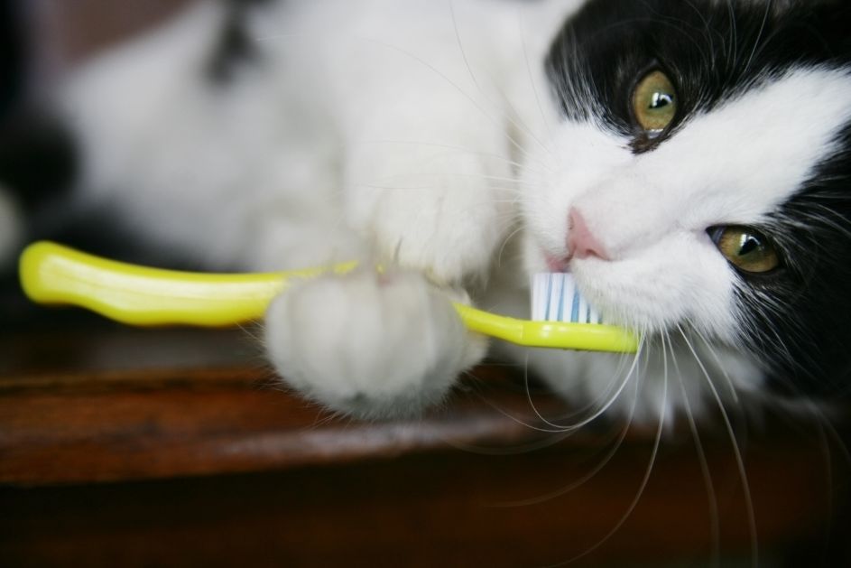a cat with toothbrush in its mouth