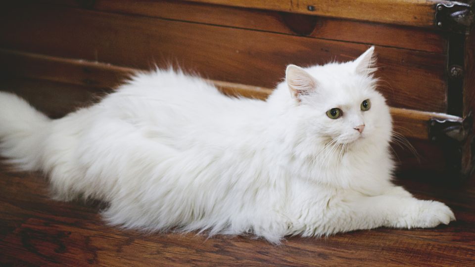 A fluffy white cat lounges gracefully on a wooden floor